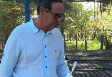 Há 40 anos, viveirista transforma coleta de sementes em recuperação da biodiversidade de MS