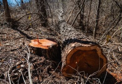 Operação Mata Atlântica em Pé 2026 identifica 348,67 hectares de desmatamento ilegal em Mato Grosso do Sul